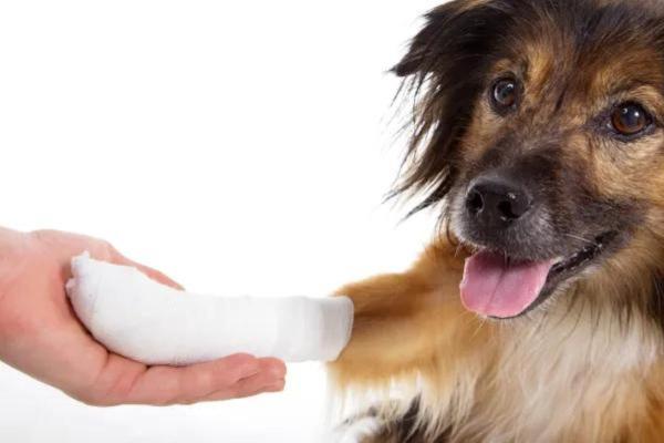 Bursitis en perros - Causas y tratamiento - Tratamiento de la bursitis en perros