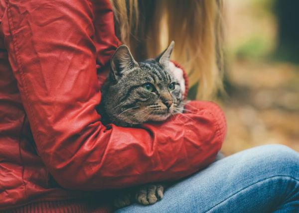 Qué hacer si mi gato está estresado: pasa tiempo con tu gato