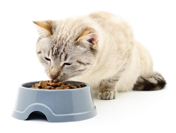 Qué hacer si mi gato está estresado - Cuida la alimentación de tu gato