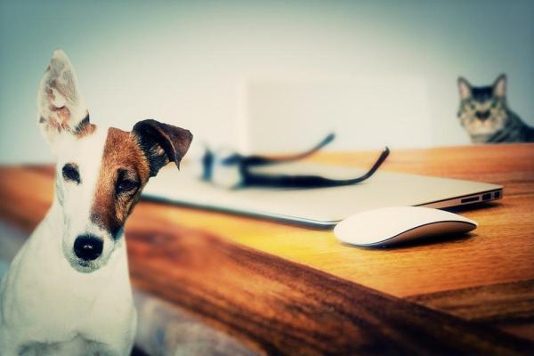 Qué hacer si mi gato está estresado: observe a otros animales domésticos