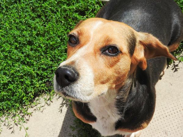 Trucos para entrenar a un Beagle - Cómo entrenar a un beagle