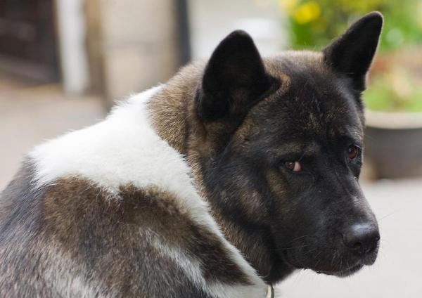 ¿Cuánta comida debe comer un Akita americano? - Suplementos nutricionales para un Akita americano