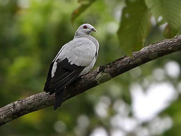 Diferentes Tipos de Palomas - Paloma plateada (Columba argentina)