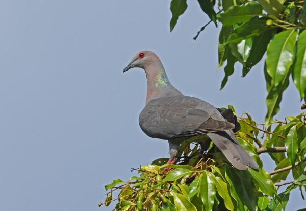 Diferentes tipos de palomas - Paloma de cola anillada (Patagioenas caribaea)