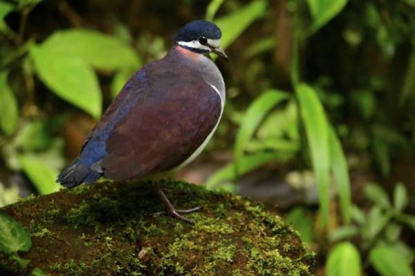 Diferentes tipos de palomas - Paloma codorniz (Geotrygon purpurata)