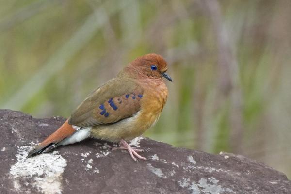 Diferentes tipos de palomas - Paloma terrestre de ojos azules (Columbina cyanopis)