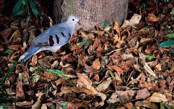 Diferentes tipos de palomas - Paloma terrestre de alas moradas (Paraclaravis geoffroyi)
