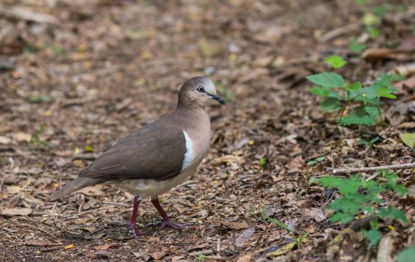 Diferentes tipos de palomas - Paloma granadina (Leptotila wellsi)