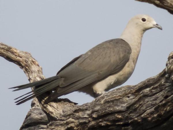 Diferentes tipos de palomas - Paloma imperial gris (Ducula pickeringii)