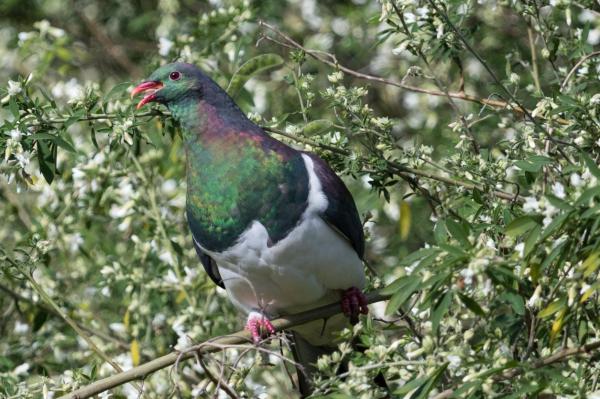 Diferentes tipos de palomas - Kererū (Hemiphaga novaeseelandiae)