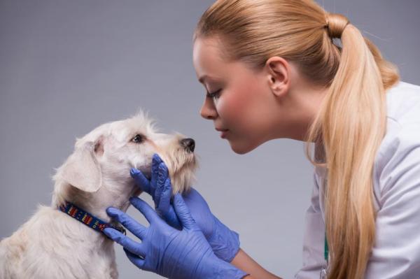 Consejos para evitar que tu perro se maree en el coche - Acude al veterinario si el mareo persiste