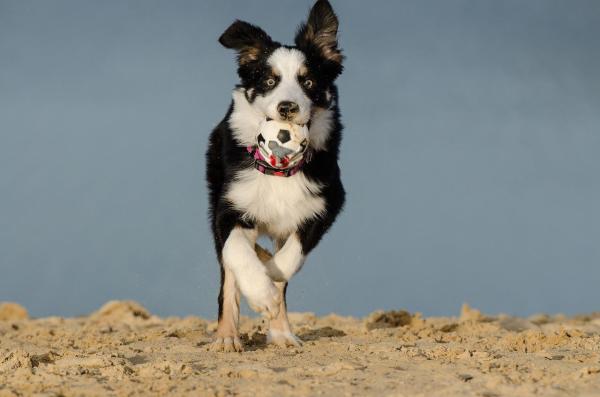 ¿Por qué mi perro es posesivo con los juguetes?  - ¿Qué factores influyen en la posesividad en los perros?