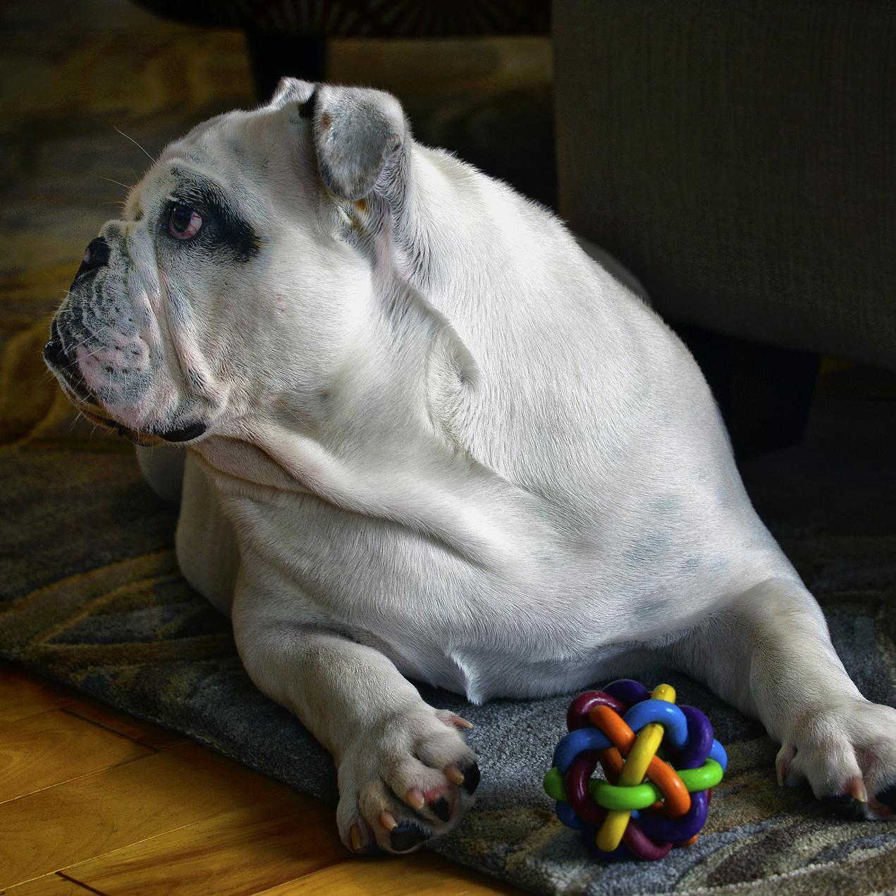 ¿Por Qué Mi Perro Es Posesivo Con Los Juguetes? ¿por Qué Mi Perro Es Posesivo Con Los Juguetes?