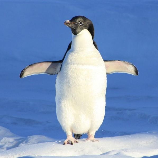 La Dieta De Un Pingüino: ¿qué Comen Los Pingüinos?