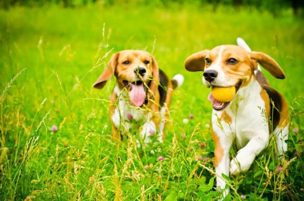 ¿Cuánto ejercicio necesitan los Beagles? - Ejercicios y juegos básicos para Beagles