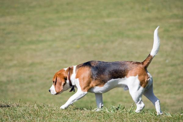 ¿Cuánto ejercicio necesitan los Beagles? - Ejercicios de seguimiento y búsqueda.