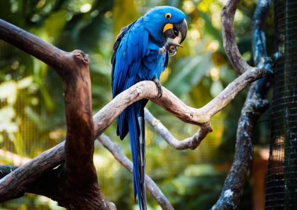 ¿Están las guacamayas azules en peligro de extinción?  - ¿Está extinta la guacamaya azul?