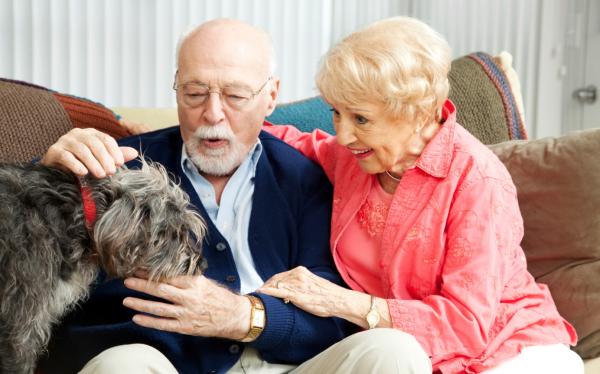 Disculparse con un perro: ¿cuál es el mejor enfoque? - Cómo disculparse con un perro herido o asustado