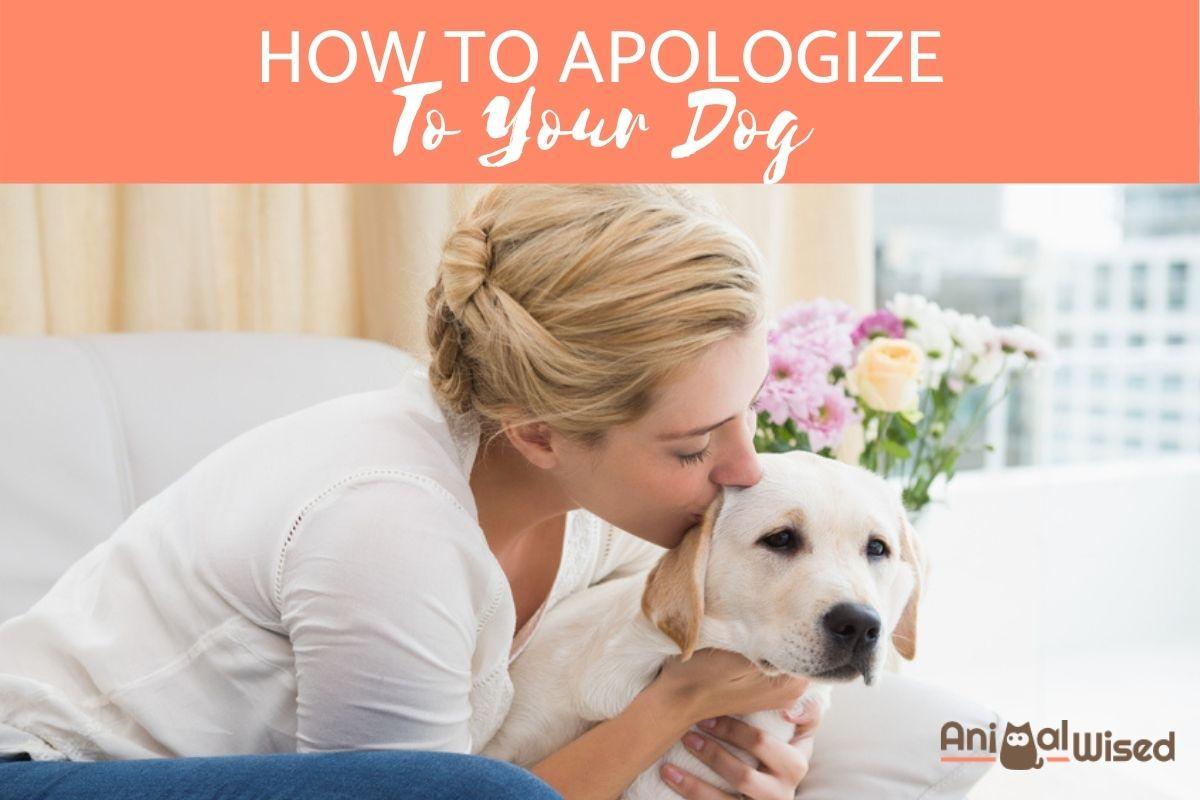 Disculparse Con Un Perro: ¿cuál Es El Mejor Enfoque? Disculparse Con Un Perro: ¿cuál Es El Mejor Enfoque?