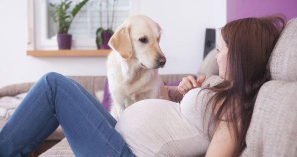 Cómo presentarle a su perro a su nuevo bebé: prepare a su perro para los cambios de estilo de vida