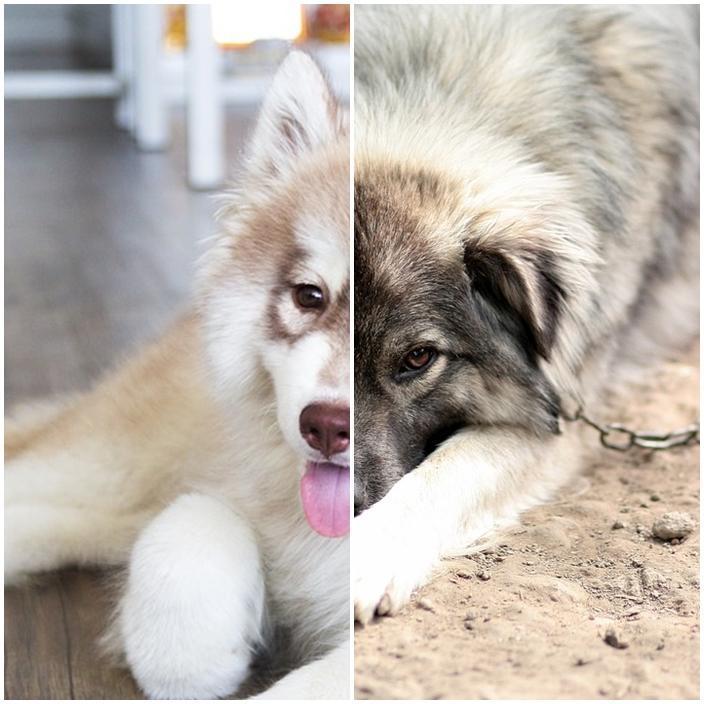 ¿Deben Los Perros Vivir Afuera O Adentro? ¿deben Los Perros Vivir Afuera O Adentro?