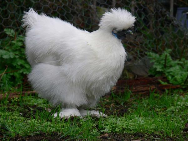 Pollos como mascotas: pautas y razas - Razas de pollos para principiantes