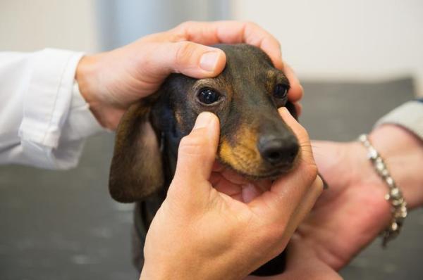 Problemas de salud más comunes de los perros salchicha o salchichas - Trastornos oculares