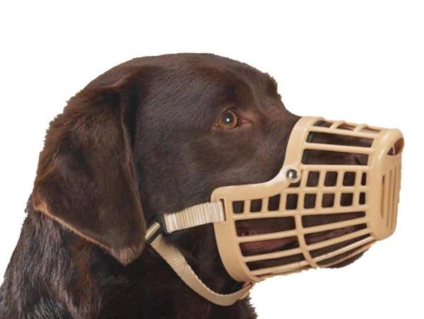 ¿Por qué mi perro es agresivo con las personas? Causas y Soluciones - Mi perro sigue agresivo: ¿qué hago?