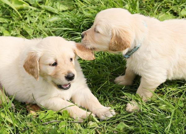 ¿Por qué mi perro es agresivo con las personas? Causas y Soluciones - Evitar que un perro se vuelva agresivo