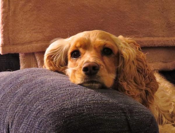 ¿Por qué mi perro es agresivo con las personas? Causas y soluciones: ¿algunas razas son más agresivas que otras?