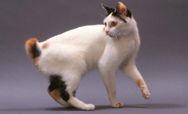 Razas de gatos asiáticos - 6. Bobtail japonés 