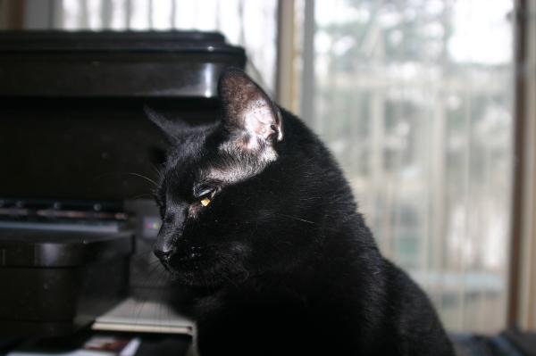 Razas de gatos asiáticos - 3. Gato Bombay