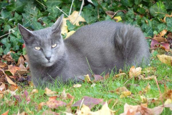Razas de gatos asiáticos - 9. Korat 