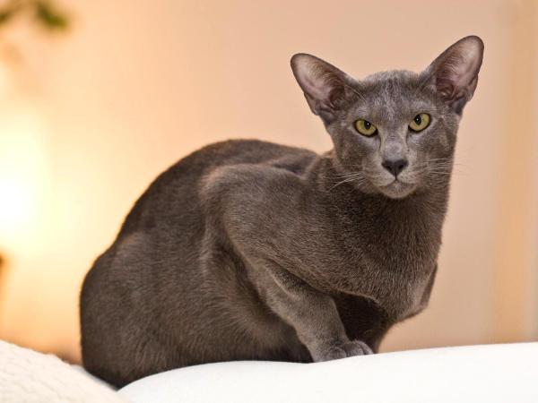 Razas de gatos asiáticos - 8. Oriental de pelo corto 