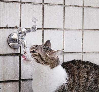 ¿por Qué Tu Gato No Bebe Agua?