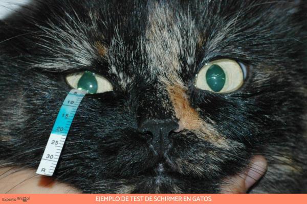 Mi gato tiene el párpado hinchado - Diagnóstico de blefaritis en gatos