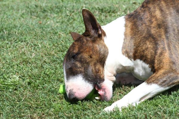 Cuidando a un Bull Terrier - Ejercicios y actividades para Bull Terriers