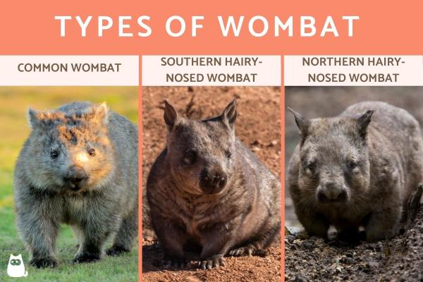 Diferentes tipos de wombats - Tipos de especies de wombats