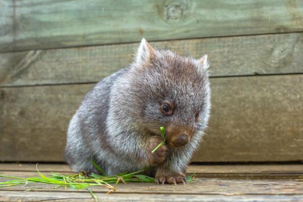 Diferentes tipos de wombats: ¿qué come el wombat?