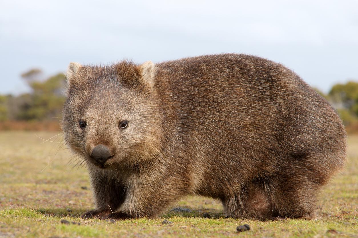 Diferentes Tipos De Wombats