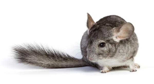 Dieta de la chinchilla de cola larga - Cantidades de alimento