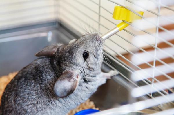 Dieta de la chinchilla de cola larga - Agua