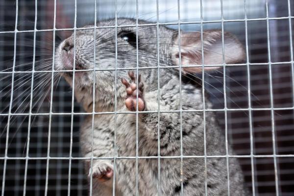 Dieta de la chinchilla de cola larga: la higiene es fundamental