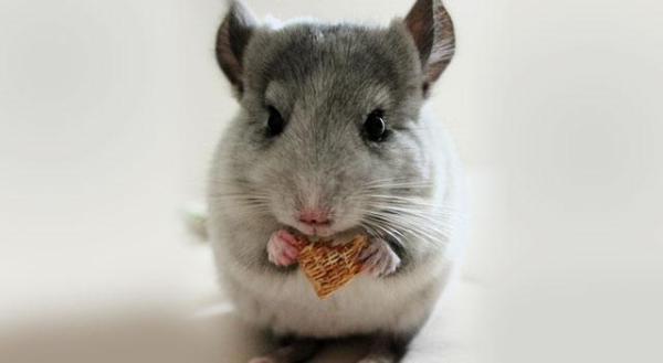 Dieta de la chinchilla de cola larga - Alimentación adecuada