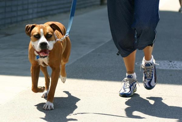 ¿Qué necesitas para ser un adiestrador de perros profesional?  - Cómo convertirse en un adiestrador de perros profesional