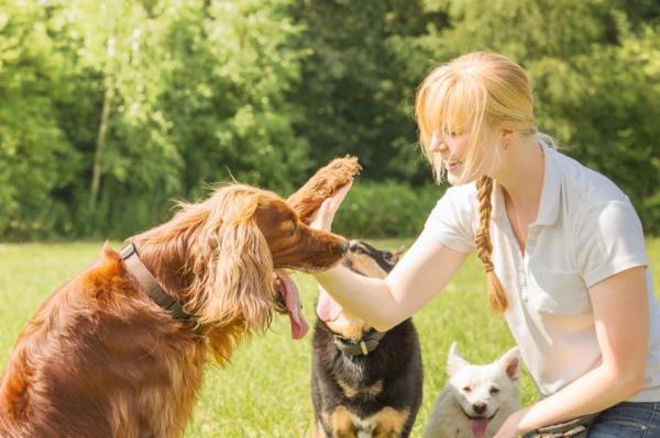 ¿Qué necesitas para ser un adiestrador de perros profesional?  - ¿Cuánto tiempo lleva convertirse en adiestrador de perros profesional?