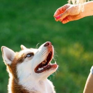 ¿qué Necesitas Para Ser Un Adiestrador De Perros Profesional?