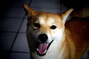 Cómo Evitar Que Mi Shiba Inu Me Muerda