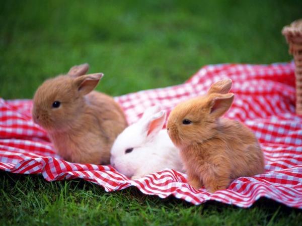 Cuidando un Conejo Enano - Higiene y cuidados del pelaje 