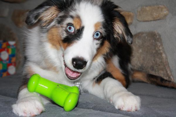 ¿Por qué mi perro adulto muerde a mi cachorro?  - Traer un nuevo cachorro a casa.